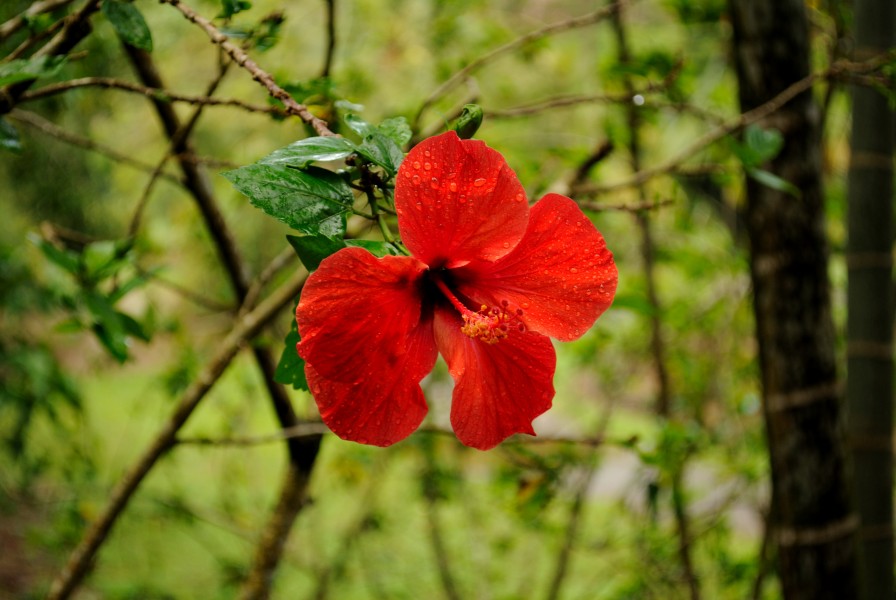 Hibiscus @ Waimea Valley (5216500577)
