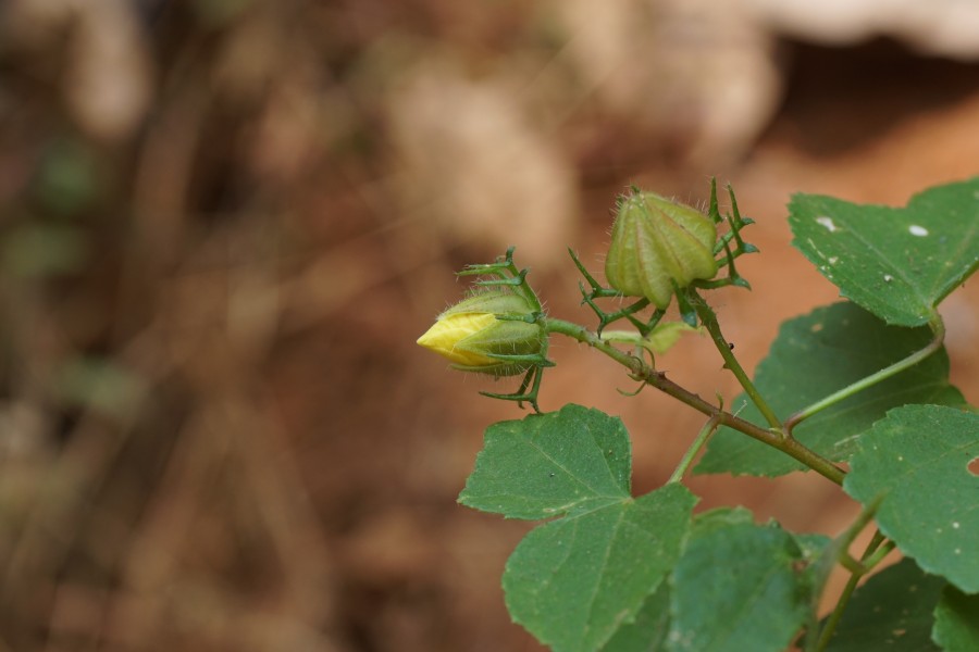 Hibiscus aculeatus 09840