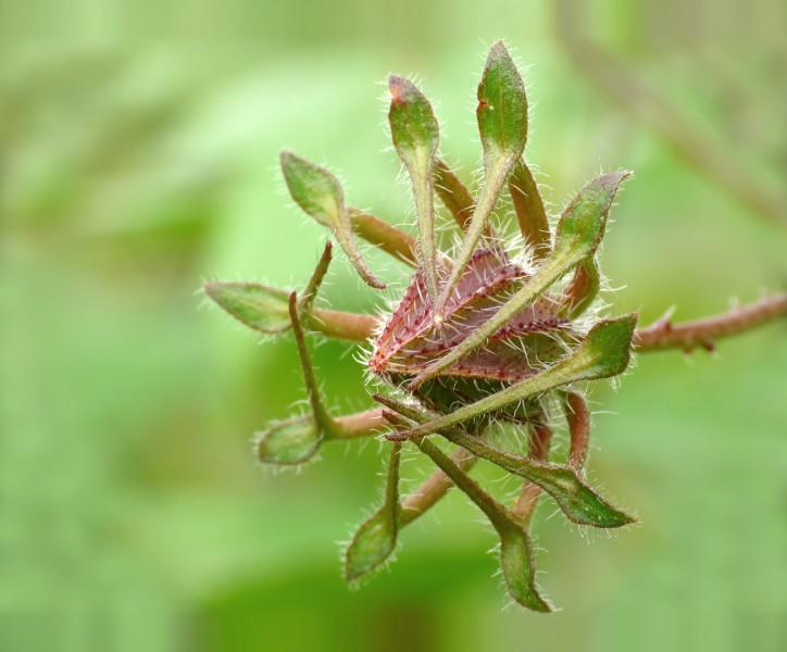 Hibiscus hispidissimus bud at Kadavoor