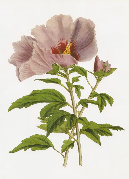 Hibiscus syriacus chinensis RHS