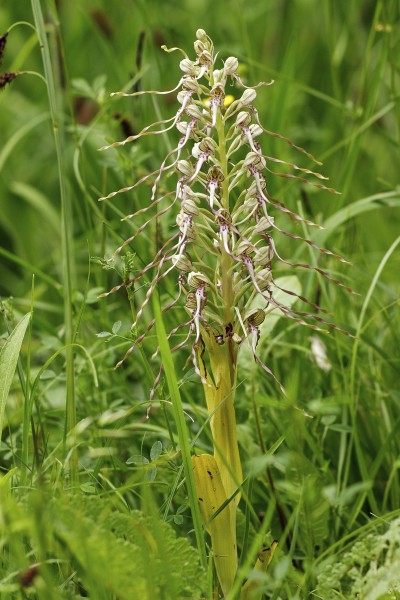 Himantoglossum hircinum LC0347