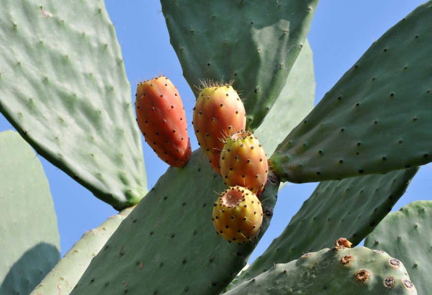 Hint inciri - Indian fig - Opuntia ficus-indica 01