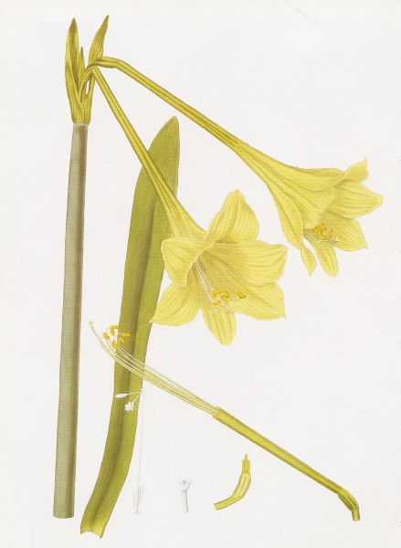Hippeastrum solandreaflorum RHS