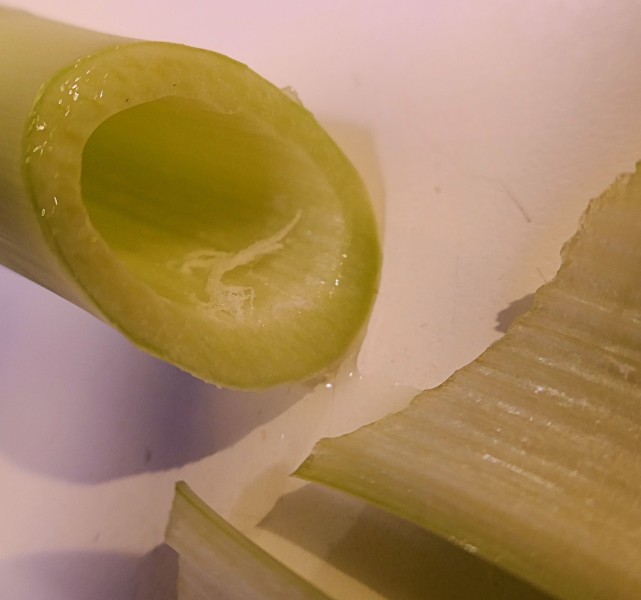 Hippeastrum stem section 02
