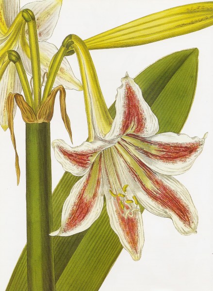 Hippeastrum vittatum RHS