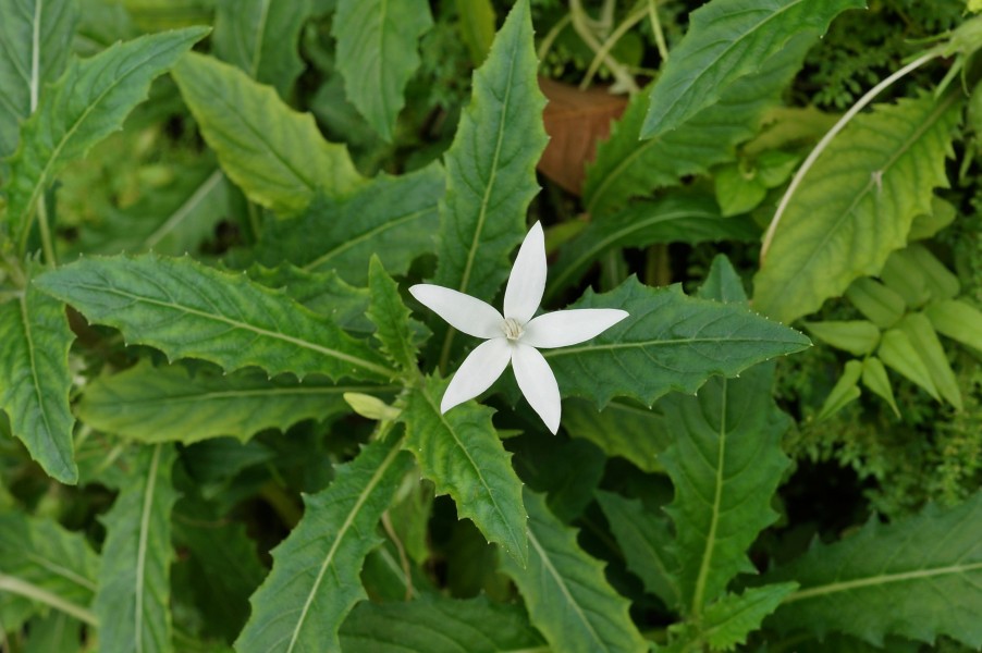 Hippobroma longiflora 01
