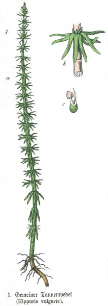 Hippuris vulgaris Schubert