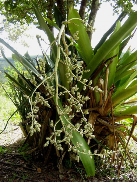 Hohenbergia blanchetii (Baker) E.Morren ex Mez (447198749)