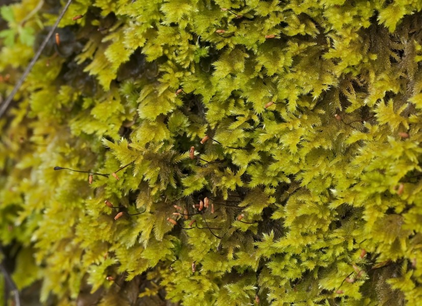 Homalothecium pinnatifidum (pinnatifid homalothecium moss) (5576048282)