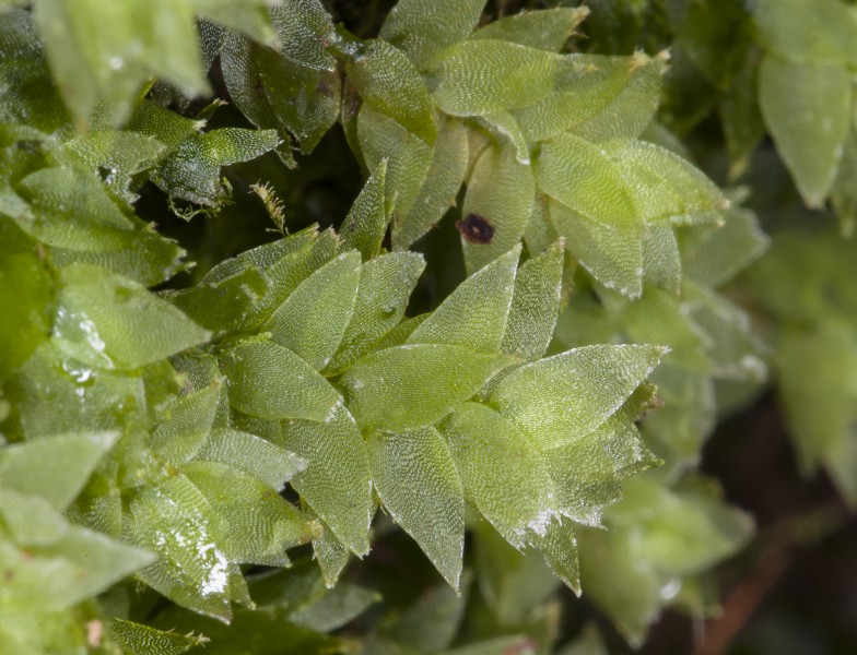 Hookeria acutifolia (sharpleaf hookeria moss) (26360743732)