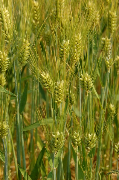Hordeum vulgare in Lancaster, PA-002
