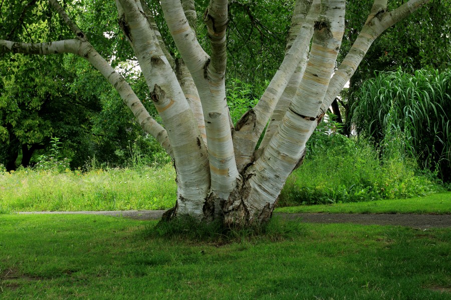 Hortus Haren. Meerstammige berk (Betula) 02