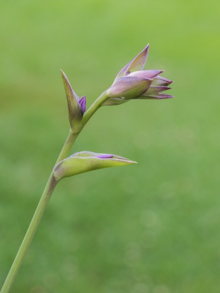 Hosta 'Grand Slam'. (d.j.b.) 02