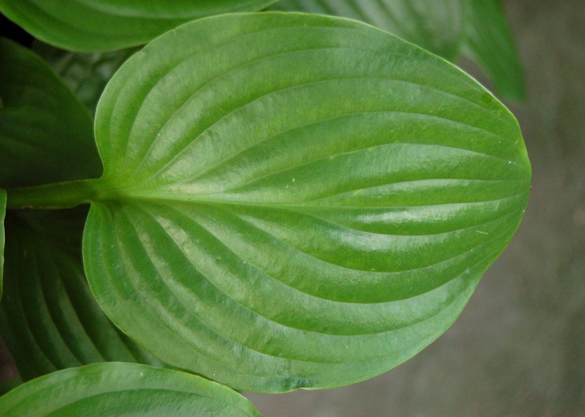 Hosta 'Royal Standard' Leaf 2800px