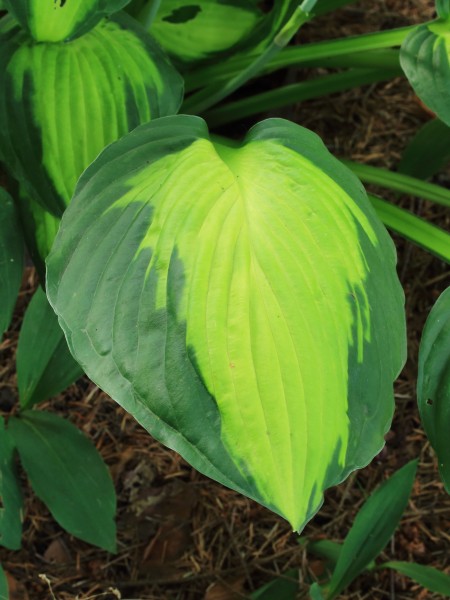 Hosta Captain Kirk
