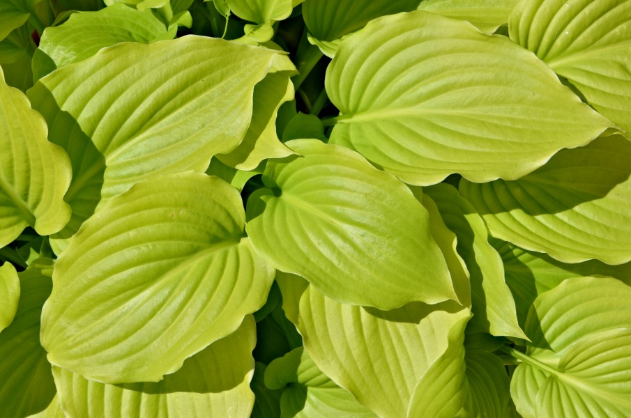 Hosta FR 2013