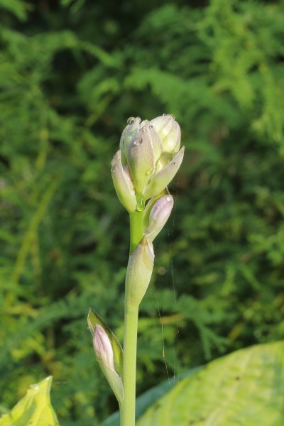 Hosta in knop 01