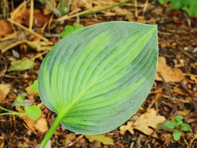Hosta June 03