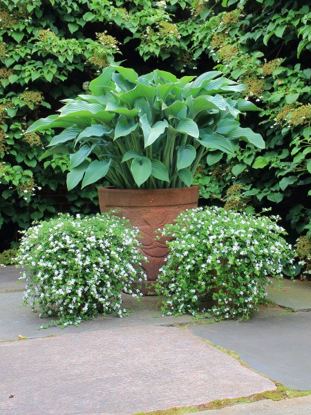 Hosta met Sutera cordata