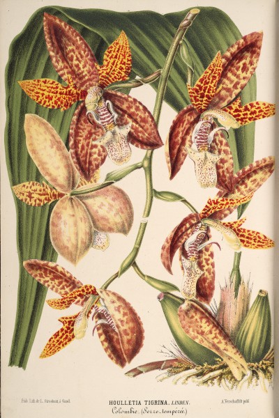 Houlletia tigrina - Illustration horticole vol 16 pl 612 (1869)