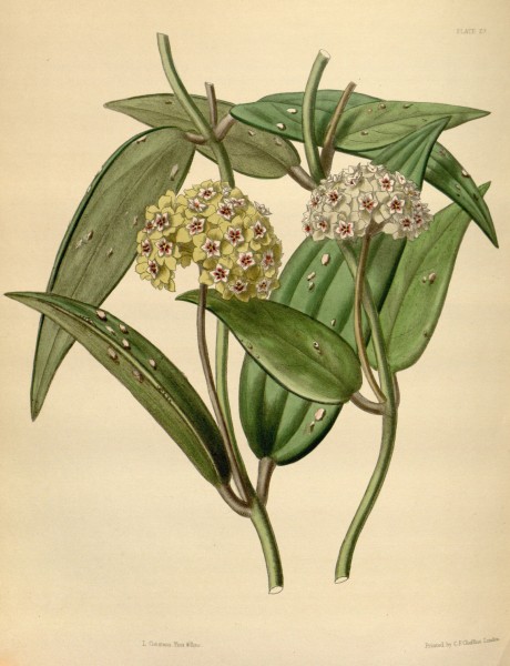 Hoya parasitica Paxton 023