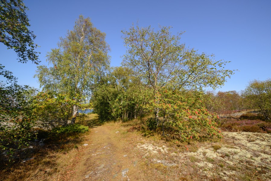 Huvudskär August 2017 04