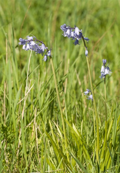 Hyacinthoides non-scripta LC0139