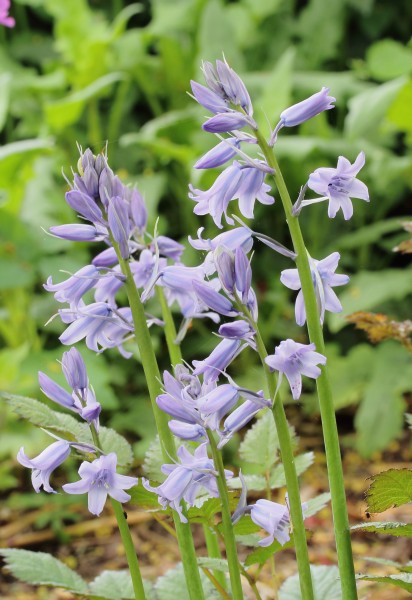 Hyacinthoides non-scripta voorjaarsbloeier