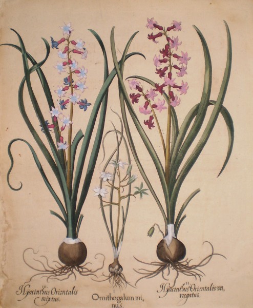 Hyacinthus orientalis mixtus-Ornithogalum minus-Hyacinthus orientalis veriegatus