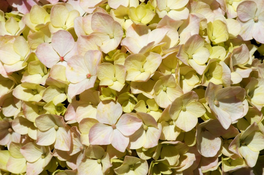 Hydrangea June 2001-6