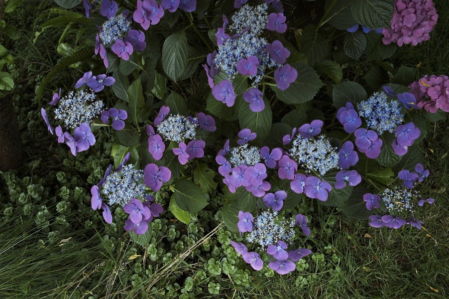 Hydrangea macrophylla Eisvogel A