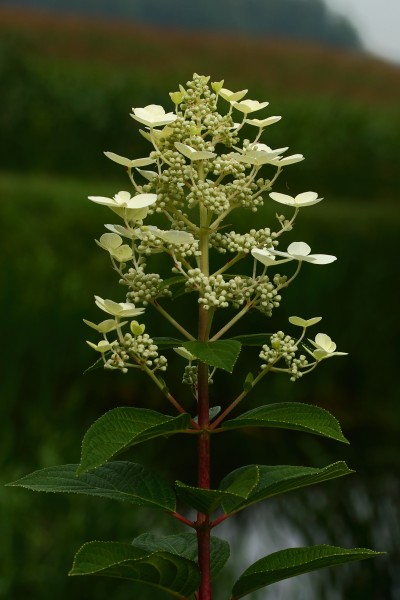 Hydrangea paniculata 10