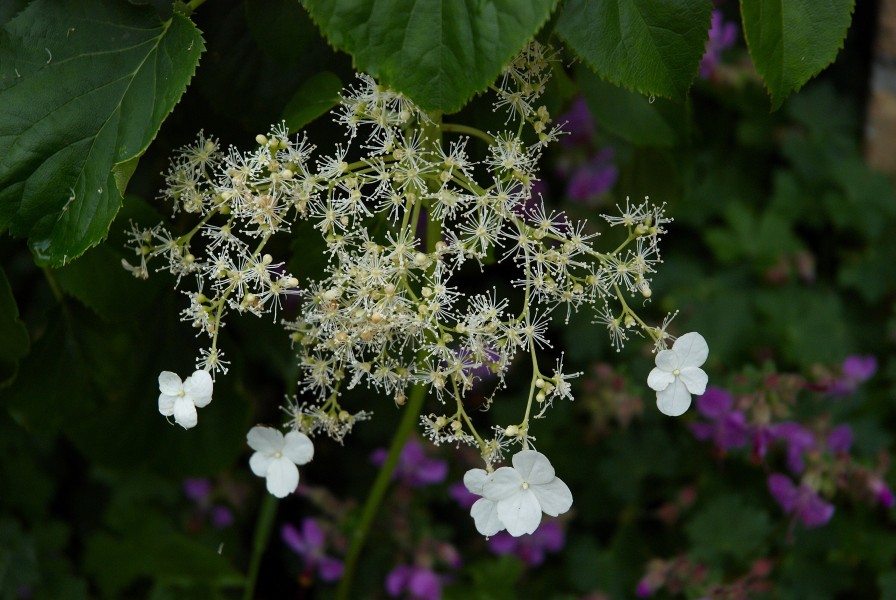 Hydrangea petiolaris A