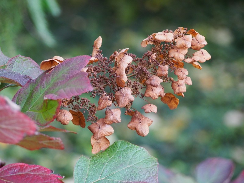 Hydrangea quercifolia Horensja dębolistna 2017-10-15 01