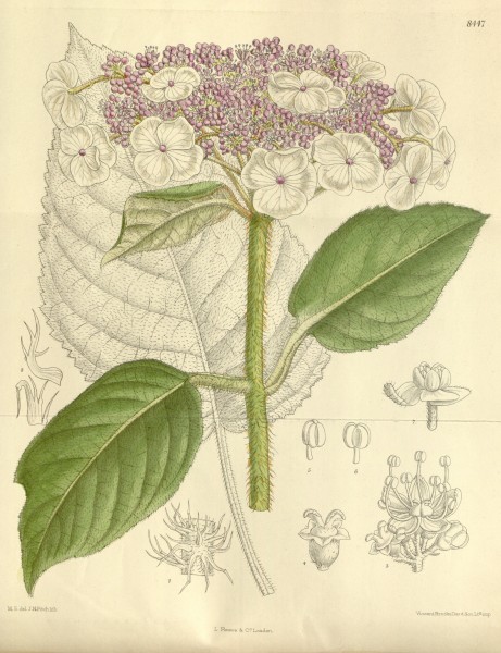 Hydrangea sargentiana 138-8447