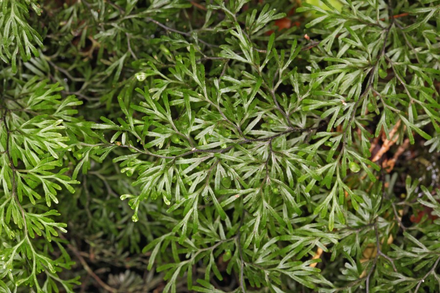 Hymenophyllum howense (8926475772)