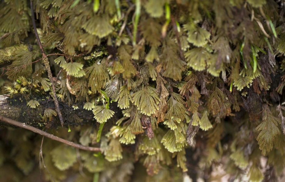 Hymenophyllum obtusum (palailaulii) (5868436134)