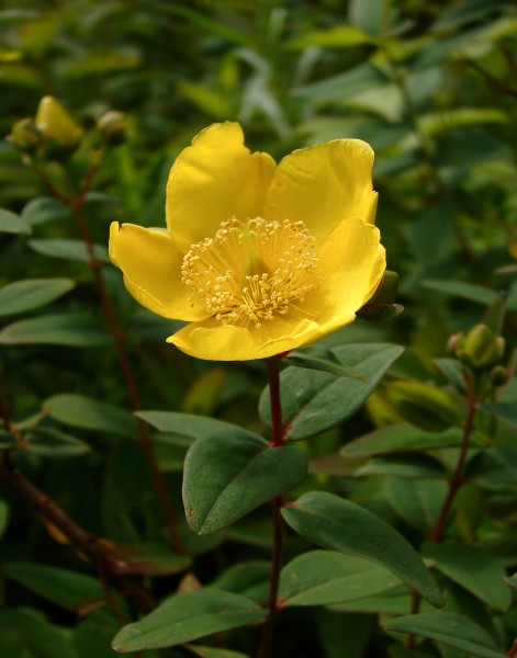 Hypericum oblongifolium