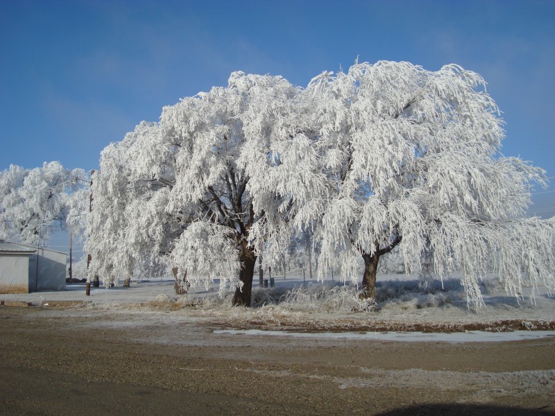 Ice-covered trees near Panhandle, Texas