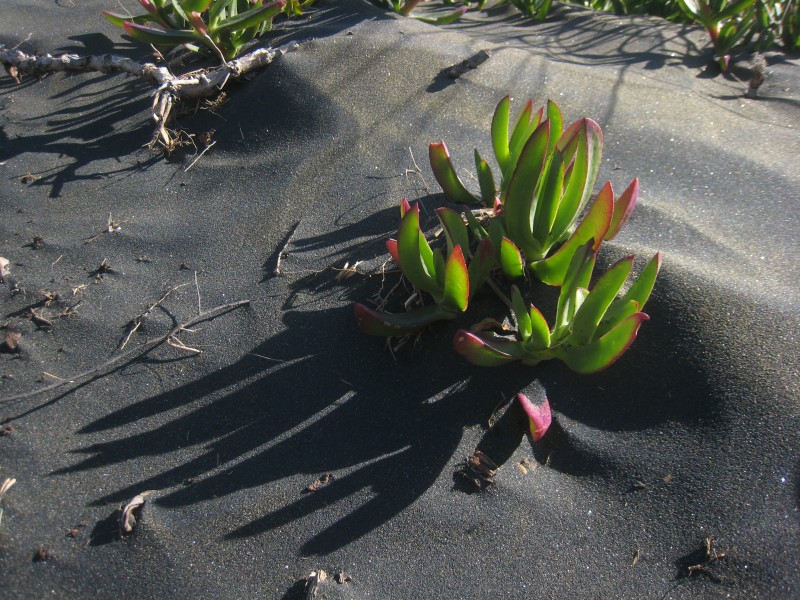 Ice plant (Carpobrotus edulis) in Muriwai sand dunes IMG 102 1378