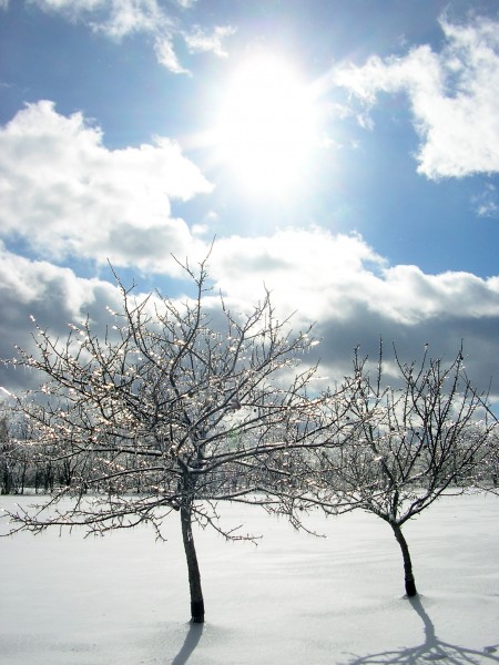 Iced-tree-limbs-in-sun