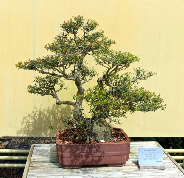 Ilex vomitoria 'Schilling's Dwarf' - Morikami Museum and Japanese Gardens - Palm Beach County, Florida - DSC03478