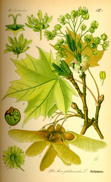 Illustration Acer platanoides0