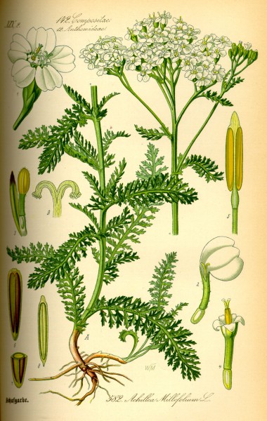 Illustration Achillea millefolium0