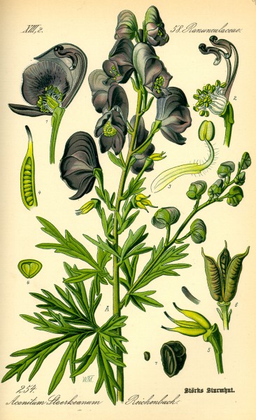 Illustration Aconitum napellus0