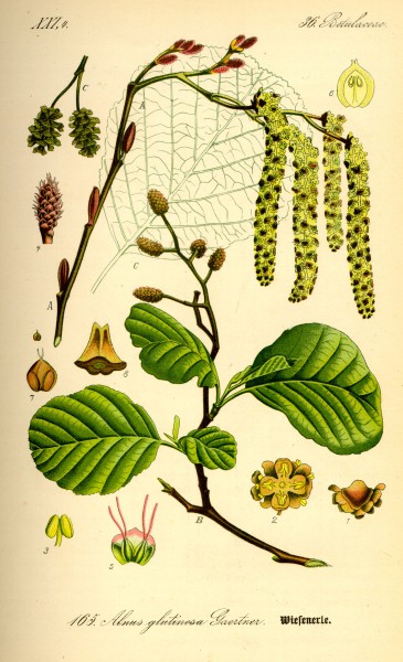 Illustration Alnus glutinosa0