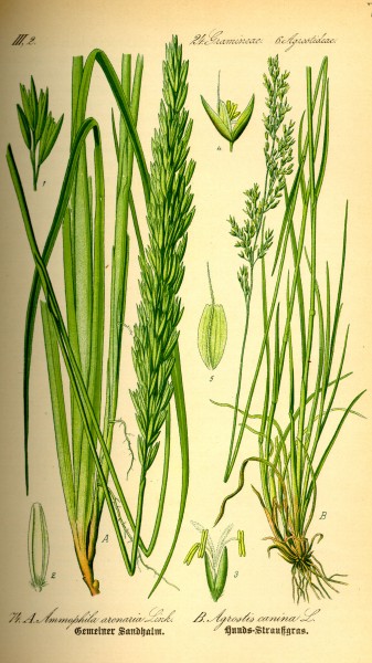 Illustration Ammophila arenaria0