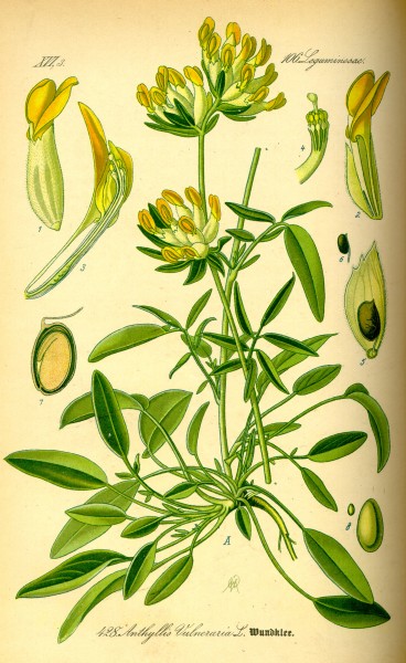 Illustration Anthyllis vulneraria0