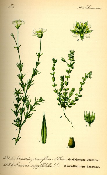Illustration Arenaria serpyllifolia0