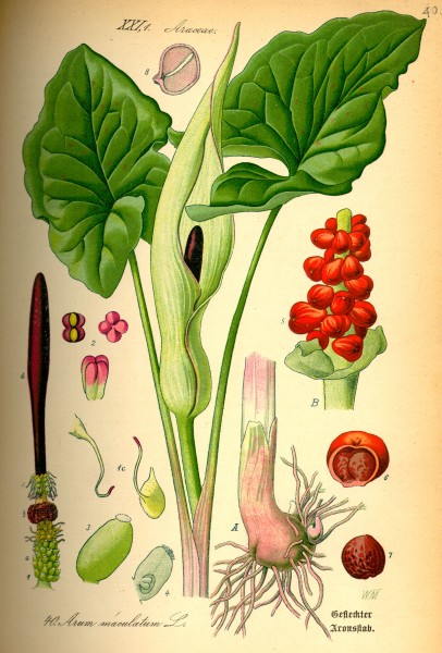 Illustration Arum maculatum0